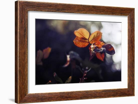 Close Up of Rose Leaves-Carolina Hernandez-Framed Photographic Print