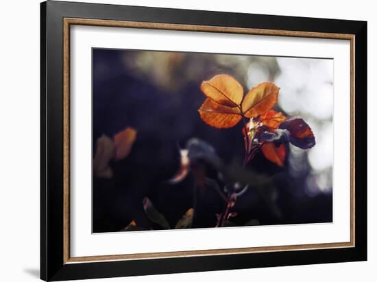 Close Up of Rose Leaves-Carolina Hernandez-Framed Photographic Print