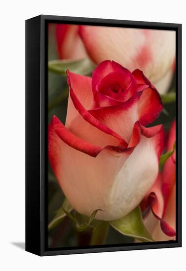 Close-up of rose.-Rick A Brown-Framed Premier Image Canvas