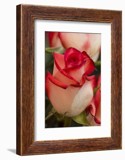 Close-up of rose.-Rick A Brown-Framed Photographic Print