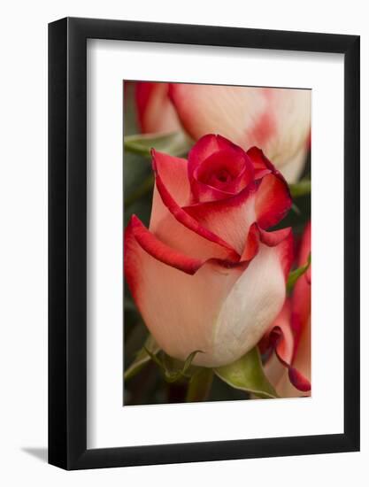 Close-up of rose.-Rick A Brown-Framed Photographic Print