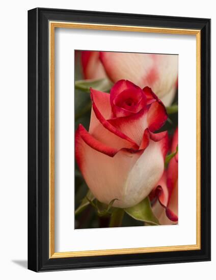 Close-up of rose.-Rick A Brown-Framed Photographic Print