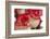 Close-up of rose.-Rick A Brown-Framed Photographic Print