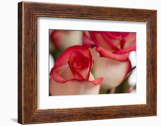 Close-up of rose.-Rick A Brown-Framed Photographic Print