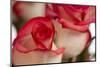 Close-up of rose.-Rick A Brown-Mounted Photographic Print