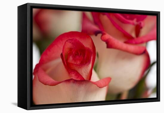 Close-up of rose.-Rick A Brown-Framed Premier Image Canvas