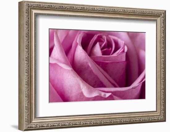 Close-up of rose.-Rick A Brown-Framed Photographic Print