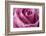 Close-up of rose.-Rick A Brown-Framed Photographic Print