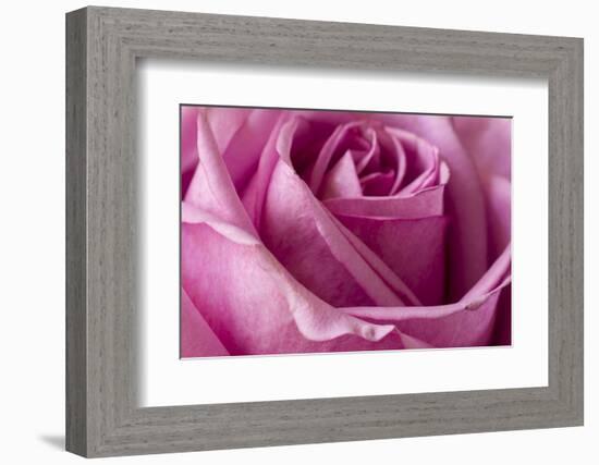 Close-up of rose.-Rick A Brown-Framed Photographic Print