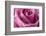 Close-up of rose.-Rick A Brown-Framed Photographic Print