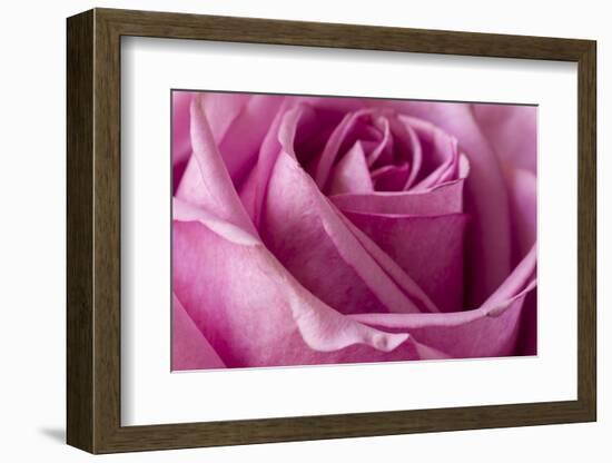 Close-up of rose.-Rick A Brown-Framed Photographic Print