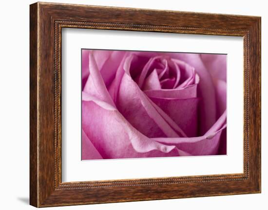 Close-up of rose.-Rick A Brown-Framed Photographic Print