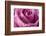 Close-up of rose.-Rick A Brown-Framed Photographic Print