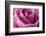 Close-up of rose.-Rick A Brown-Framed Photographic Print