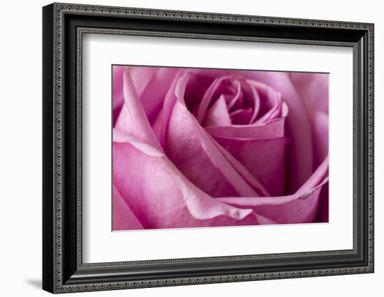 Close-up of rose.-Rick A Brown-Framed Photographic Print