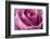 Close-up of rose.-Rick A Brown-Framed Photographic Print