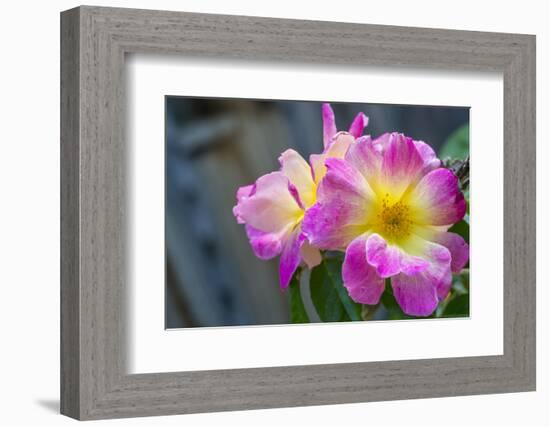 Close-up of Roses, Utah-Howie Garber-Framed Photographic Print