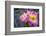 Close-up of Roses, Utah-Howie Garber-Framed Photographic Print