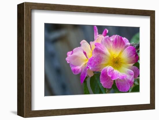 Close-up of Roses, Utah-Howie Garber-Framed Photographic Print