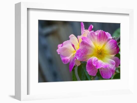 Close-up of Roses, Utah-Howie Garber-Framed Photographic Print