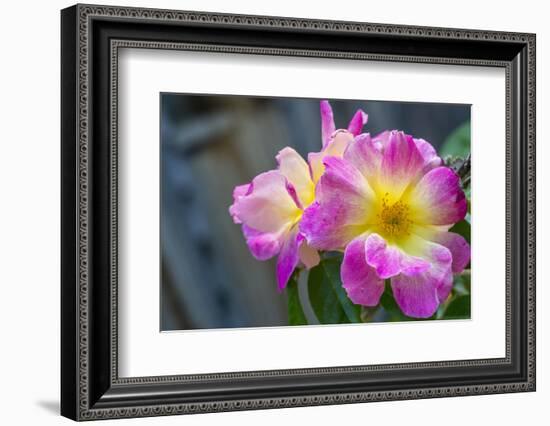 Close-up of Roses, Utah-Howie Garber-Framed Photographic Print