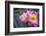 Close-up of Roses, Utah-Howie Garber-Framed Photographic Print