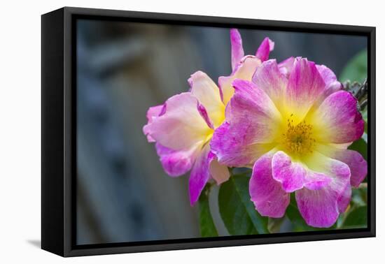 Close-up of Roses, Utah-Howie Garber-Framed Premier Image Canvas