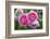 Close-up of Roses, Utah-Howie Garber-Framed Photographic Print