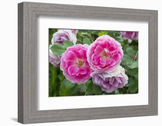 Close-up of Roses, Utah-Howie Garber-Framed Photographic Print