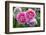 Close-up of Roses, Utah-Howie Garber-Framed Photographic Print