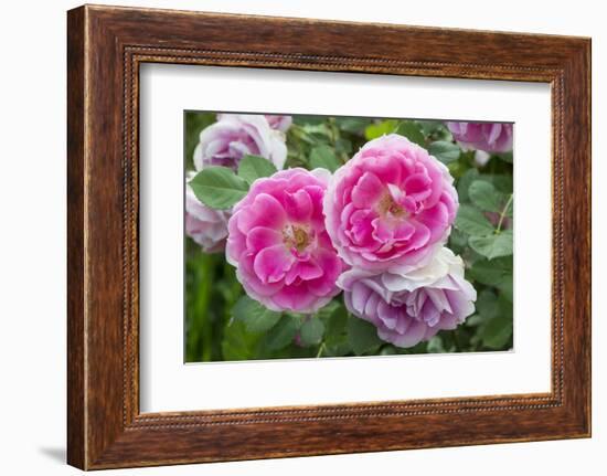 Close-up of Roses, Utah-Howie Garber-Framed Photographic Print