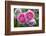 Close-up of Roses, Utah-Howie Garber-Framed Photographic Print