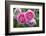 Close-up of Roses, Utah-Howie Garber-Framed Photographic Print