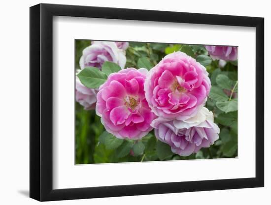 Close-up of Roses, Utah-Howie Garber-Framed Photographic Print