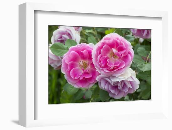 Close-up of Roses, Utah-Howie Garber-Framed Photographic Print