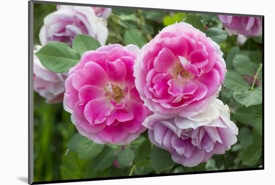 Close-up of Roses, Utah-Howie Garber-Mounted Photographic Print