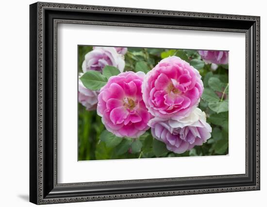 Close-up of Roses, Utah-Howie Garber-Framed Photographic Print