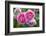 Close-up of Roses, Utah-Howie Garber-Framed Photographic Print