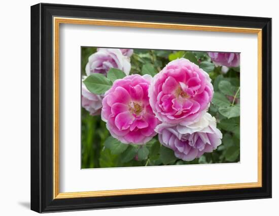 Close-up of Roses, Utah-Howie Garber-Framed Photographic Print