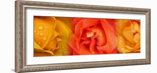 Close-Up of Roses with Dew Drops-null-Framed Photographic Print