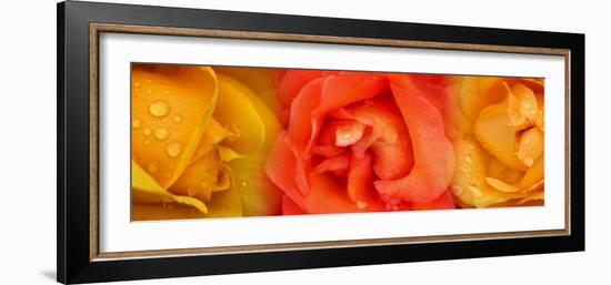 Close-Up of Roses with Dew Drops-null-Framed Photographic Print