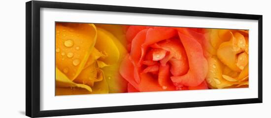 Close-Up of Roses with Dew Drops-null-Framed Photographic Print