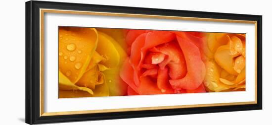 Close-Up of Roses with Dew Drops-null-Framed Photographic Print