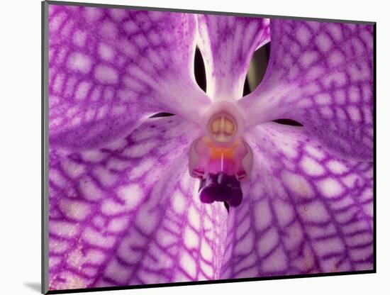 Close-Up of 'Rothschildiana' Orchid-George Lepp-Mounted Photographic Print