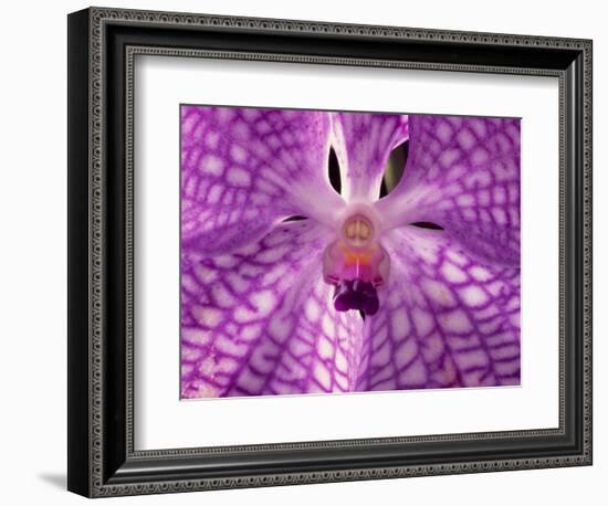 Close-Up of 'Rothschildiana' Orchid-George Lepp-Framed Photographic Print