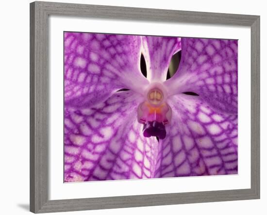 Close-Up of 'Rothschildiana' Orchid-George Lepp-Framed Photographic Print