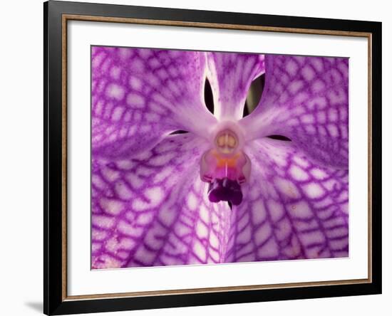 Close-Up of 'Rothschildiana' Orchid-George Lepp-Framed Photographic Print