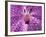 Close-Up of 'Rothschildiana' Orchid-George Lepp-Framed Photographic Print