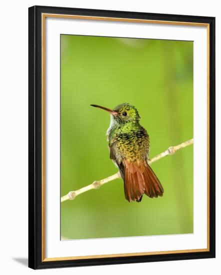 Close-Up of Rufous-Tailed Hummingbird Perching on a Twig, Costa Rica-null-Framed Photographic Print