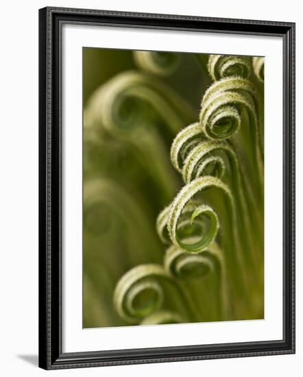 Close Up of Sago Palm in the Spring, Savannah, Georgia, USA-Joanne Wells-Framed Photographic Print